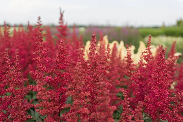 Yanlış keçi (Astilbe) Arendsii Fanal sakal.
