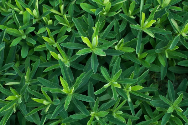 Yaz aylarında spurge (Atatürk).