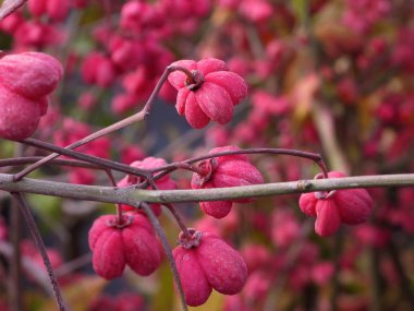 İğ - ağaç, wahoo (euonymus) çilek Güz.