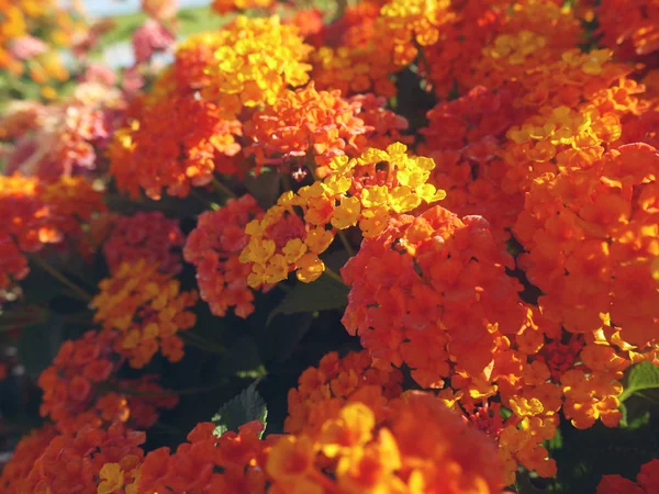 Çiçekli bir tropikal bitki.