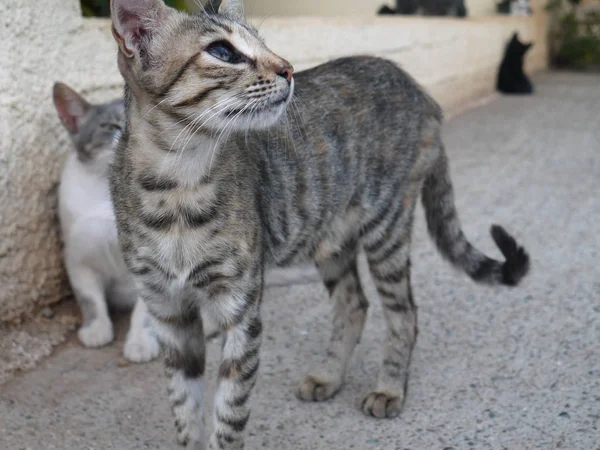 Kıbrıs'ta yerli kedi