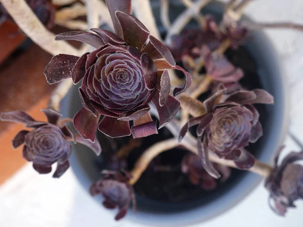 Bir tencerede Saxifrage (binlerce anası).