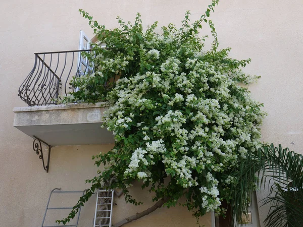 Balkonda Güney bitkiler.