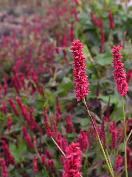 Polygonum amplexicaule - burkwheat inflorenscence. 