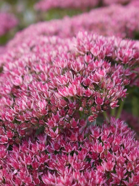 Hendek stonecrop (bahçedeki) inflorenscence makro. 