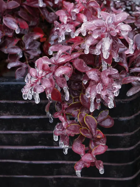 Kızamık donmuş Şubesi.