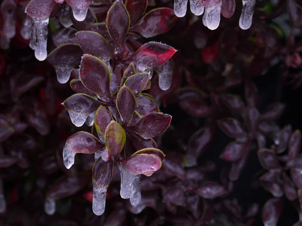 Kızamık donmuş Şubesi.