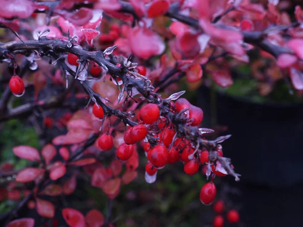 Kızamık buz kaplı çilek ile.