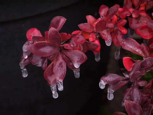 Kızamık buz kaplı çilek ile.