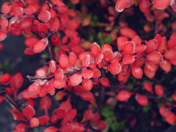 Sonbaharda dondurma kızamık.
