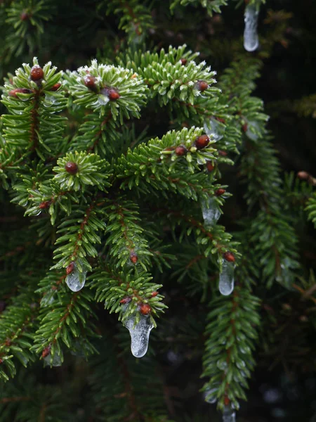 Buzla kaplı Göknar.