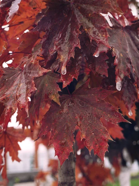 Norveç dondurucu akçaağaç (acer platanoides).