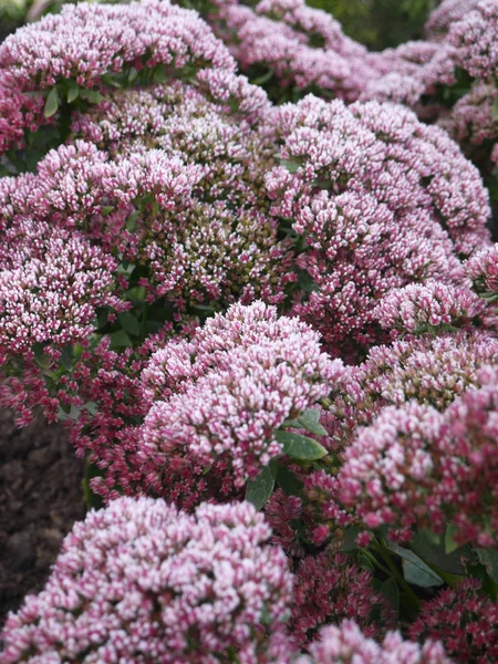 Bahçede dondurma hendek stonecrop (bahçedeki).