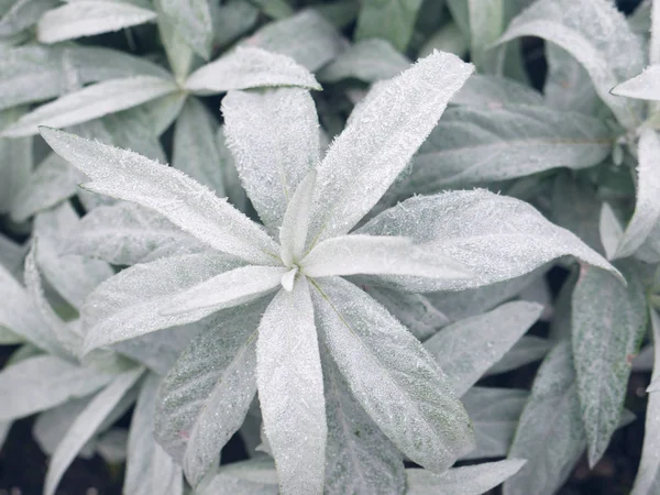 Betony, buzlu woundwort (Stachys).