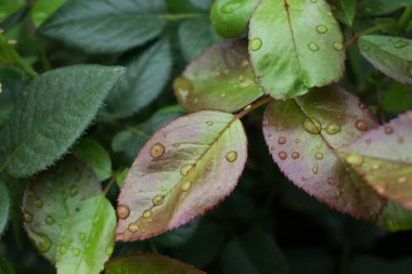 Yağmurdan sonra gül yaprakları üzerinde su damlaları.