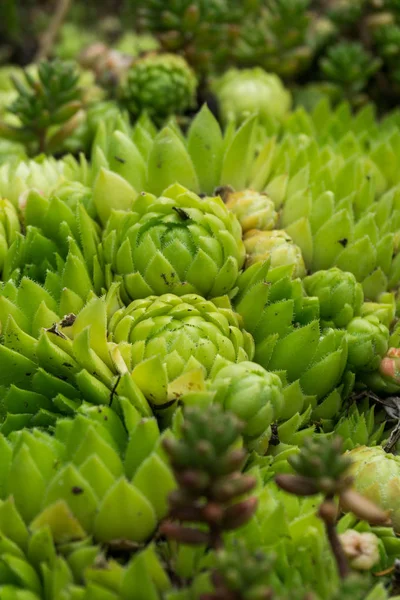 Sempervvum. Olağanüstüsarı Bahçe.