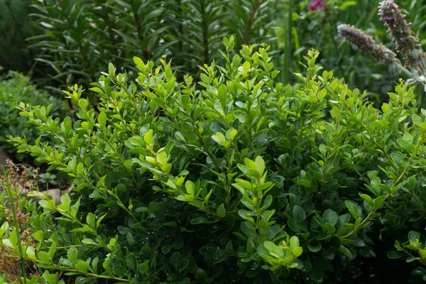 Gül kaplan çiçek bahçesinde.