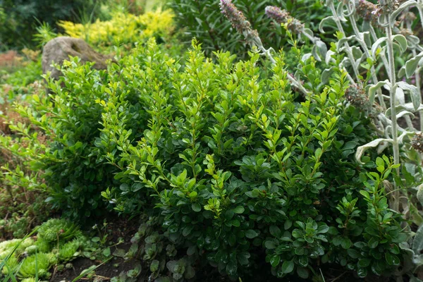 Berberis thunbergii Kobold. Kızamık.