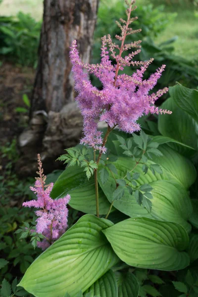Yanlış keçi sakal (Astilbe) önümüzdeki ve muz-lily (Hosta)