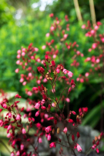 Şap kök (Heuchera) bloom.