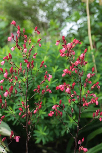 Şap kök (Heuchera) bloom.