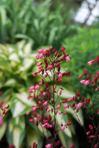 Şap kök (Heuchera) bloom.
