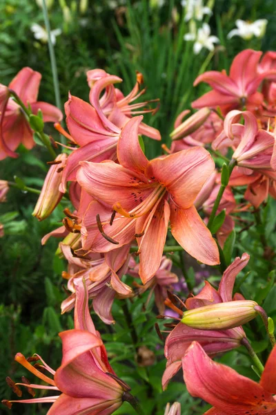 Lily (Lilium) çiçeklenme Temmuz ayında.