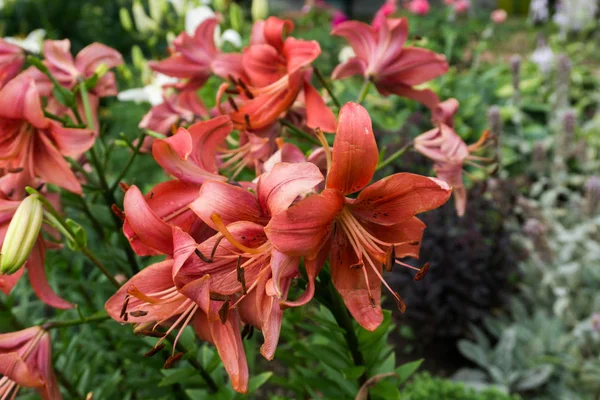 Lily (Lilium) çiçeklenme Temmuz ayında.