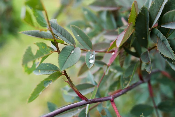 Yağmurdan sonra gül yaprakları üzerinde su damlaları.