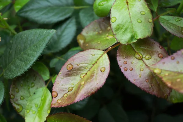 Yağmurdan sonra gül yaprakları üzerinde su damlaları.
