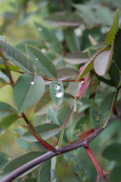 Yağmurdan sonra gül yaprakları üzerinde su damlaları.