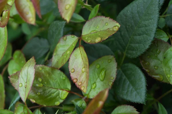 Yağmurdan sonra gül yaprakları üzerinde su damlaları.