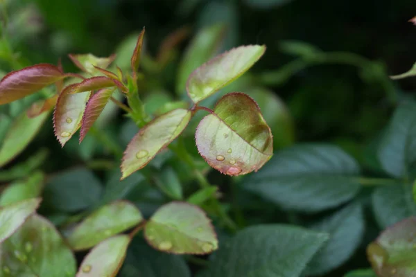 Yağmurdan sonra gül yaprakları üzerinde su damlaları.