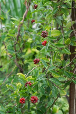 Bahçe woodbine destek.