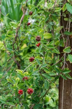 Bahçe woodbine destek.