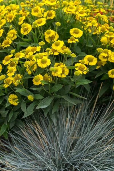 Sneezeweed (Helenium) Sombrero bloom.