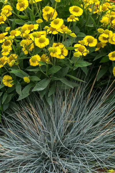 Sneezeweed (Helenium) Sombrero bloom.
