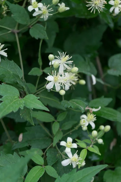 Geç yaz çiçekli bahçe woodbine.