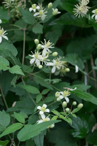 Geç yaz çiçekli bahçe woodbine.