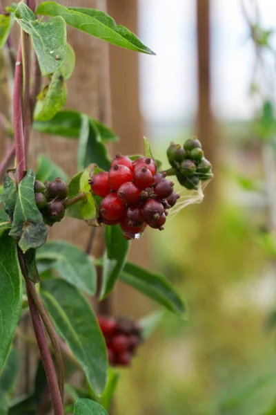  Bahçe woodbine (Lonicera meyvelerini )