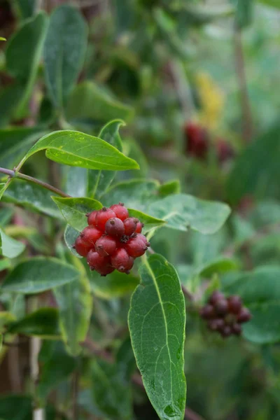  Bahçe woodbine (Lonicera meyvelerini )
