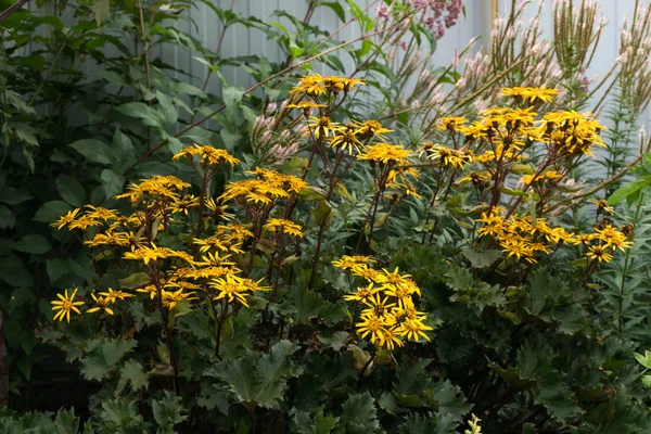 Çok yıllık bitkiler bahçede Ligularia dentata.