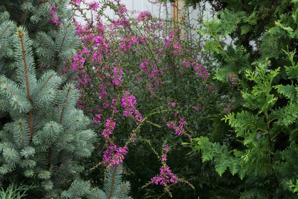 Mor gevşek-şerit, mor loosestrife (Lthrum virgtum)