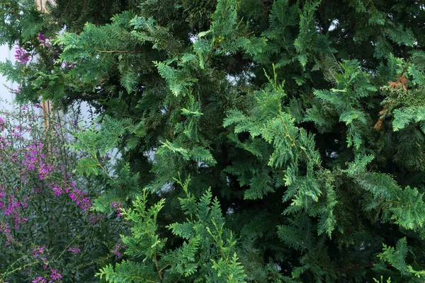 Kuzey beyaz sedir kurt.