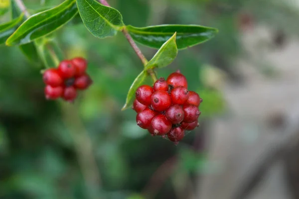 庭ウッドバイン マクロの果物 — ストック写真