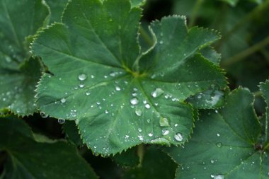 Bayan manto (Alchemilla) yaprakları ile su damlaları.