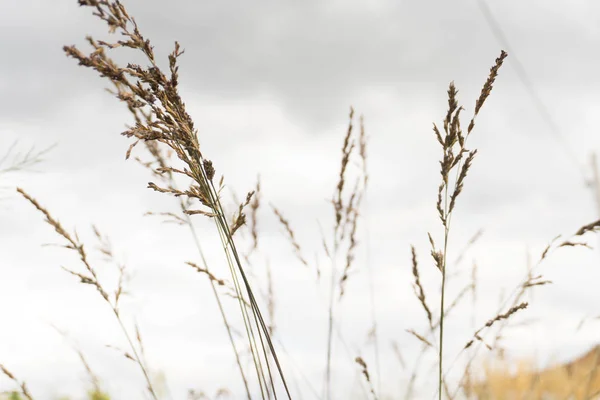 Önümüzdeki tahıl gökyüzüne karşı.