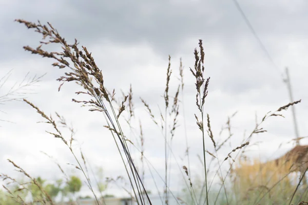 Önümüzdeki tahıl gökyüzüne karşı.