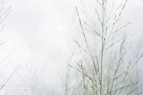 Önümüzdeki tahıl gökyüzüne karşı.