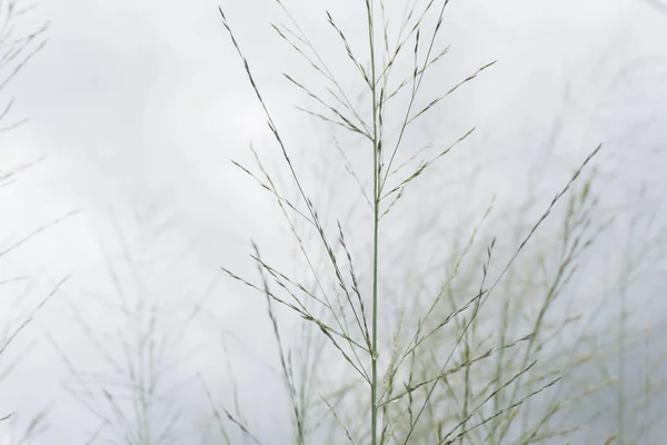 Önümüzdeki tahıl gökyüzüne karşı.